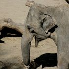 Der lachende Elefant