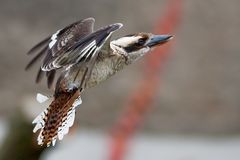 der lachende, fliegende hans