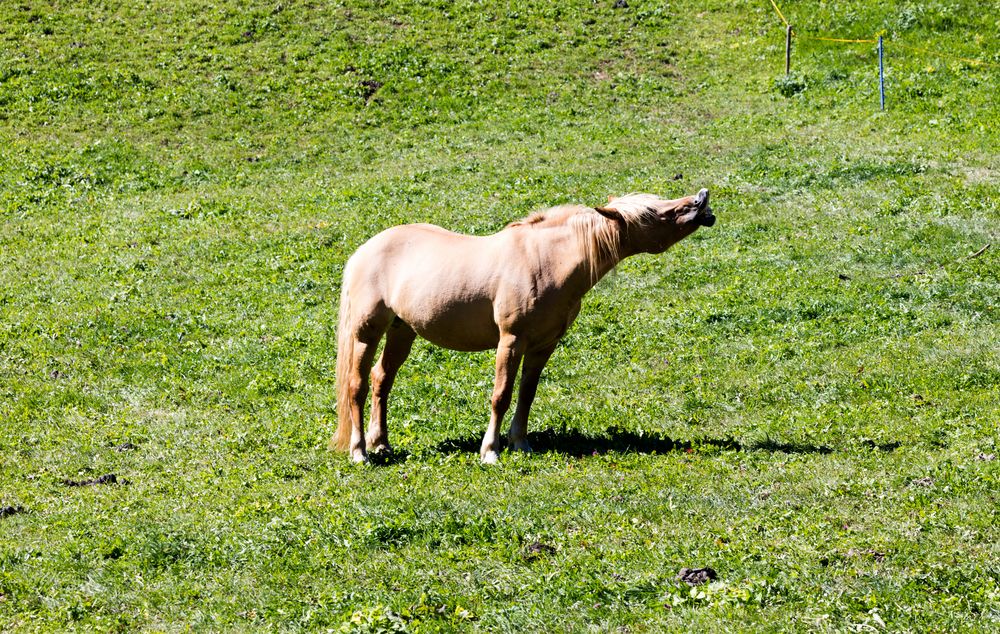 Der lachende Haflinger