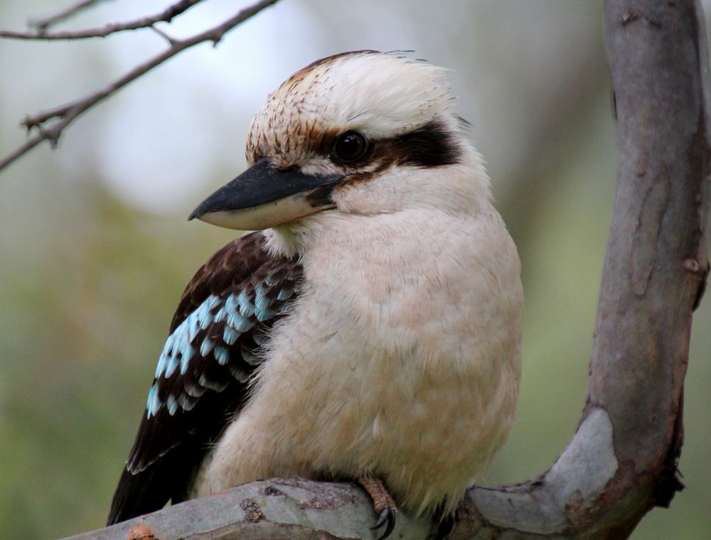 der lachende Hans 3 Foto & Bild tiere, wildlife, wild lebende vögel