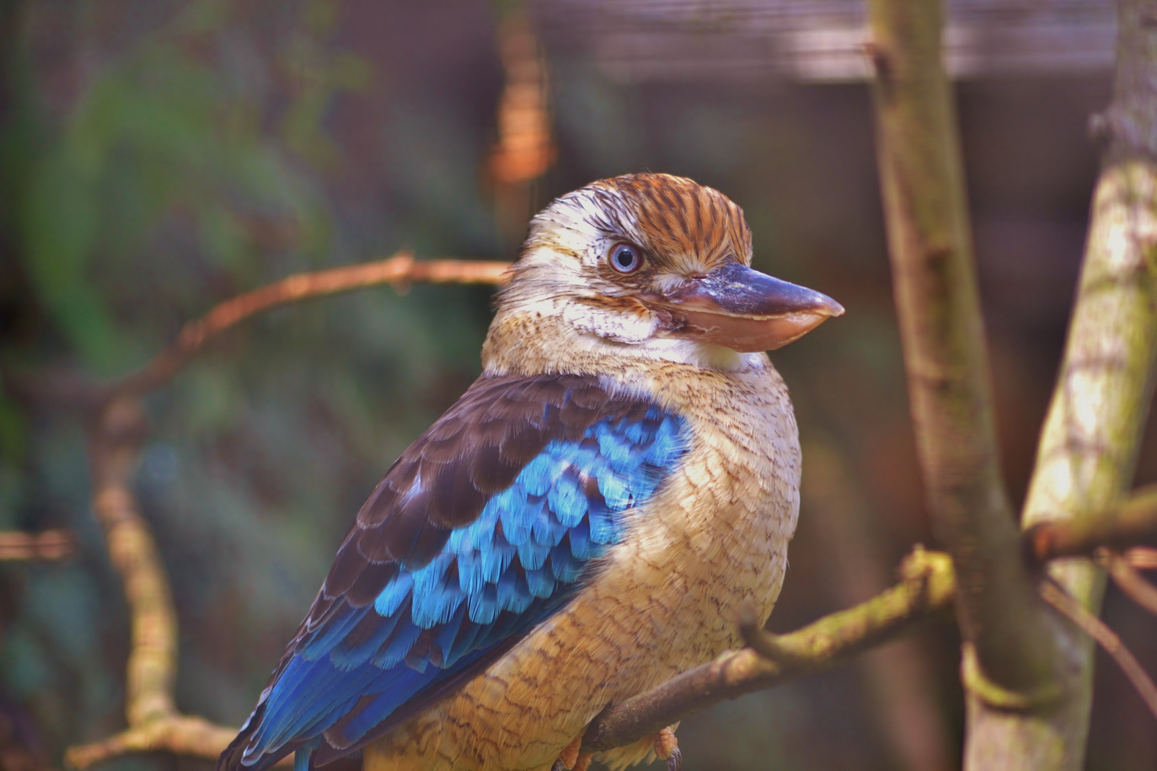 der lachende Hans Foto & Bild tiere, zoo, wildpark & falknerei, vögel