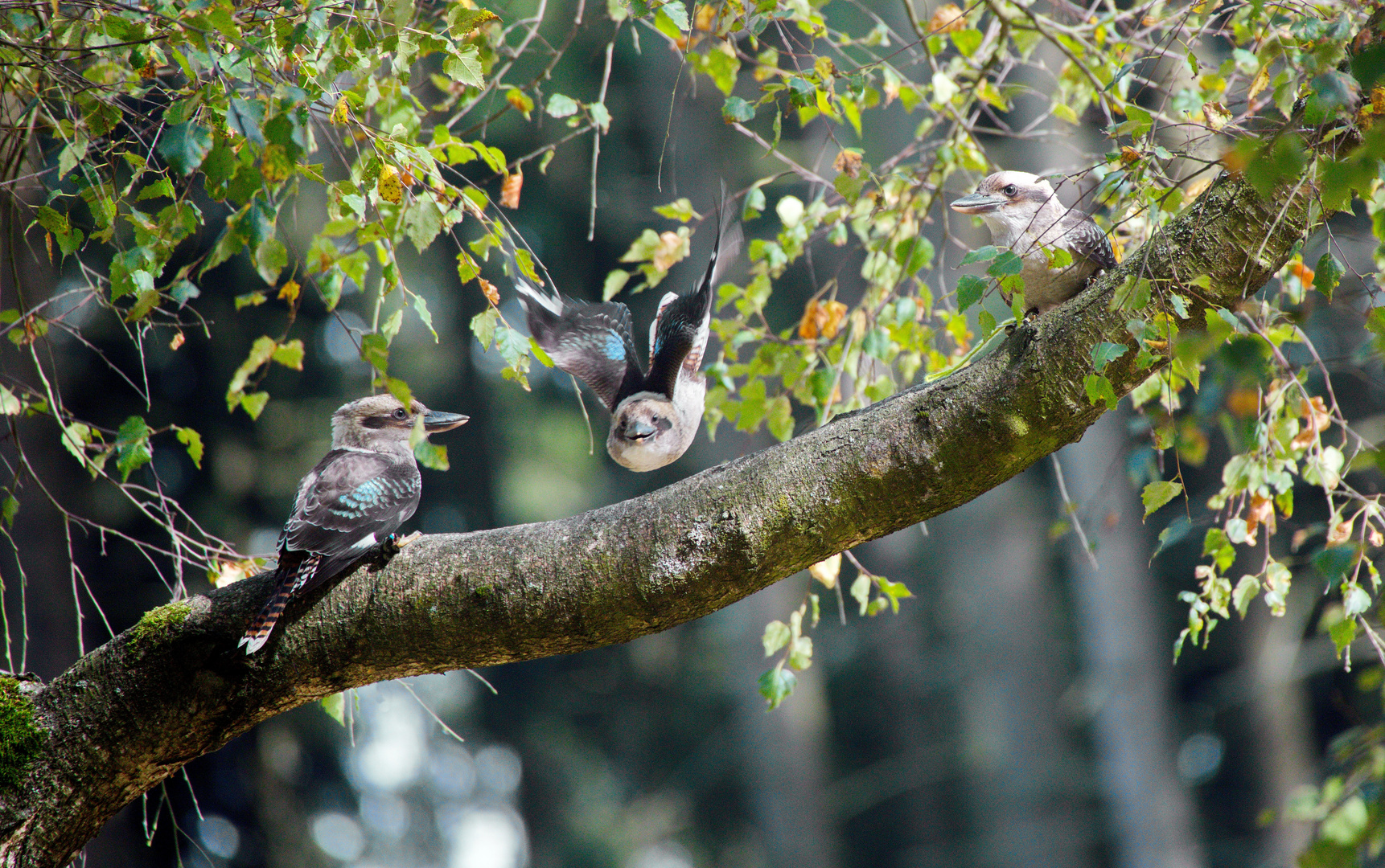 Der lachende Hans  der größte Eisvogel.