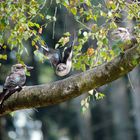 Der lachende Hans  der größte Eisvogel.