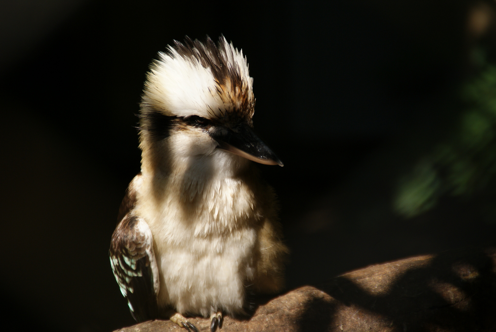 Der Lachende Hans (Kookaburra)