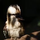 Der Lachende Hans (Kookaburra)