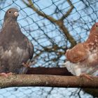 Der lachende Hans und die prima Ballerina Regina :)