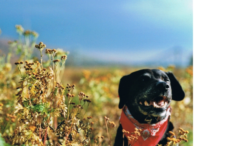 der lachende hund