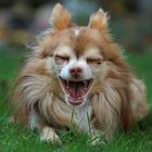 der lachende Hund... Chihuahua