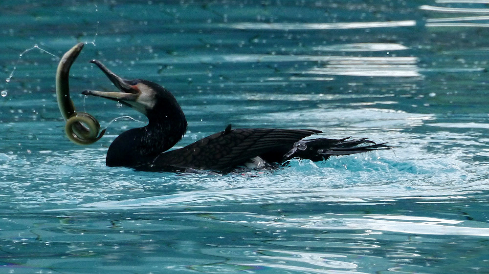 Der lachende Kormoran