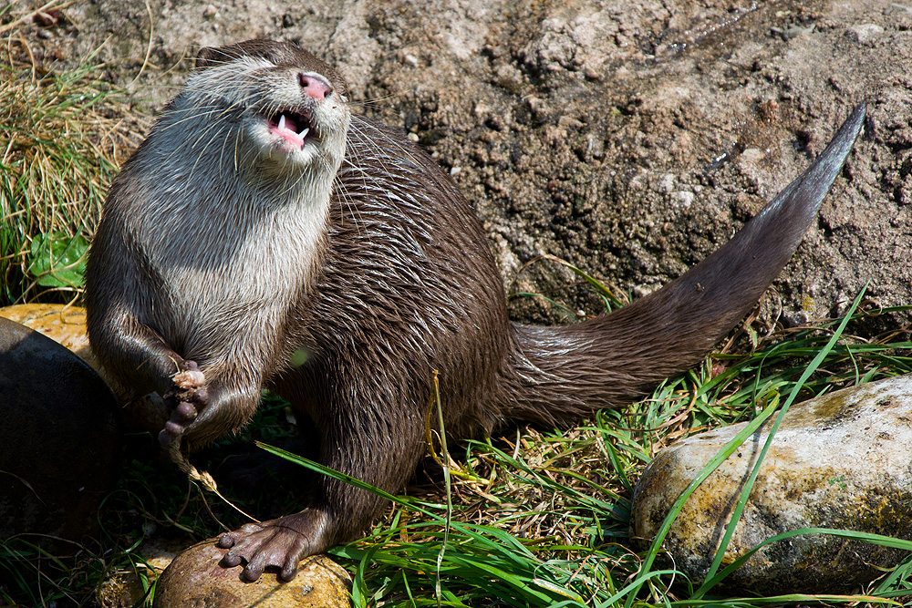 Der lachende Otter