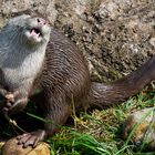 Der lachende Otter