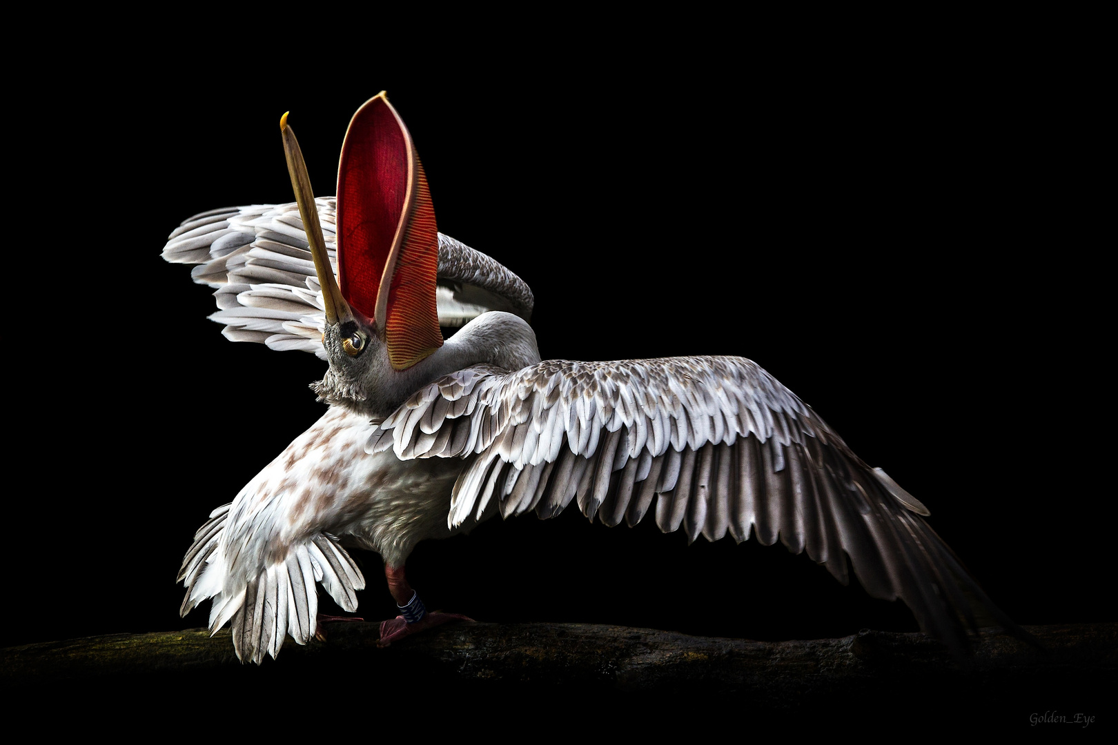 Der lachende Vagabund Foto & Bild natur, zoo, tiere Bilder auf