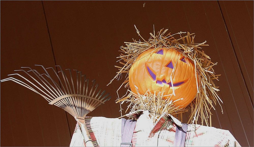 der lachende Vagabund Foto & Bild natur, herbst, kürbis Bilder auf