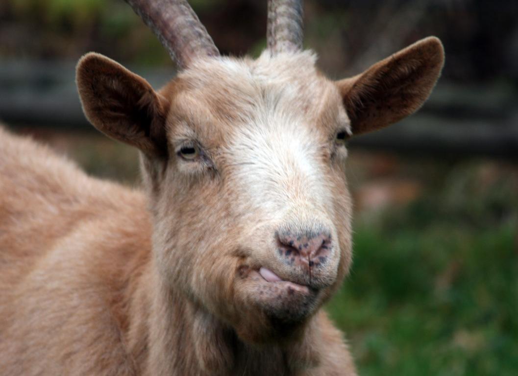 der "lachende" Ziegenbock ...ganz schön frech der Kleine (Teil 5)