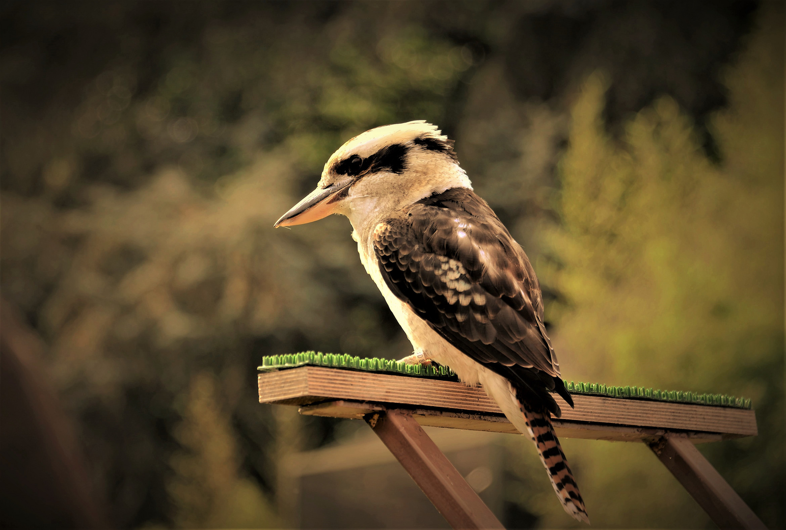 der  lachender Hans  (Kookaburra)