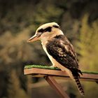 der  lachender Hans  (Kookaburra)