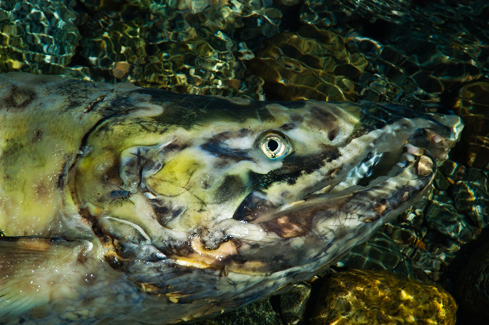 Der Lachs und die Fliege