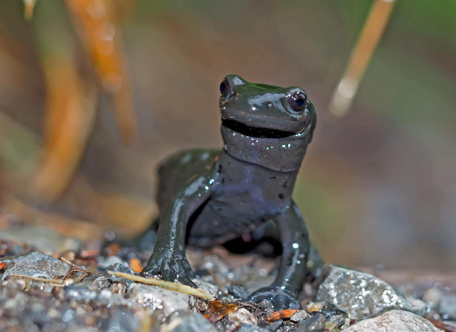 Der lächelnde Alpensalamander (Salamandra atra) - Le sourire de la salamandre alpestre!