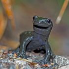 Der lächelnde Alpensalamander (Salamandra atra) - Le sourire de la salamandre alpestre!