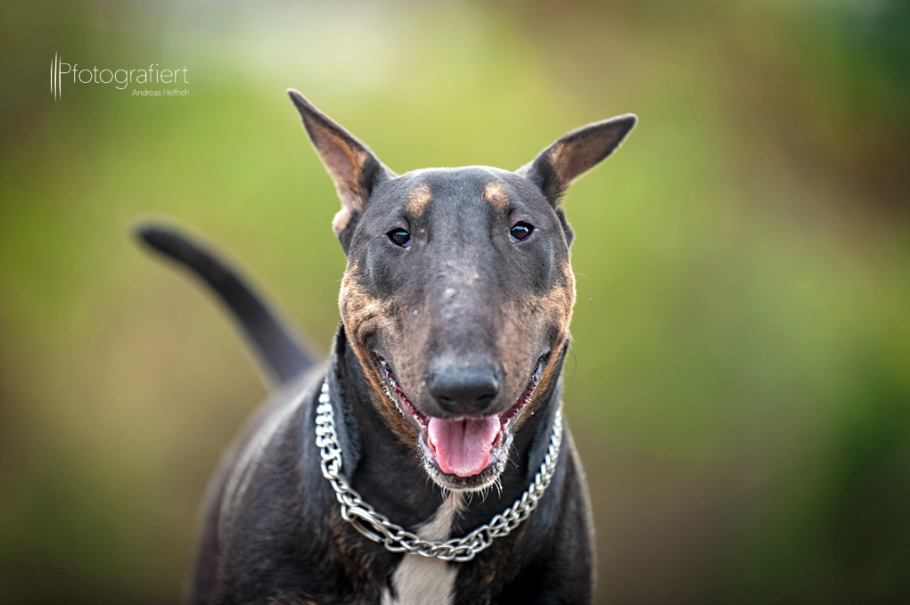 Der lächelnde Bullterrier