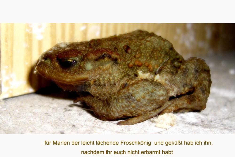 der lächelnde Froschkönig