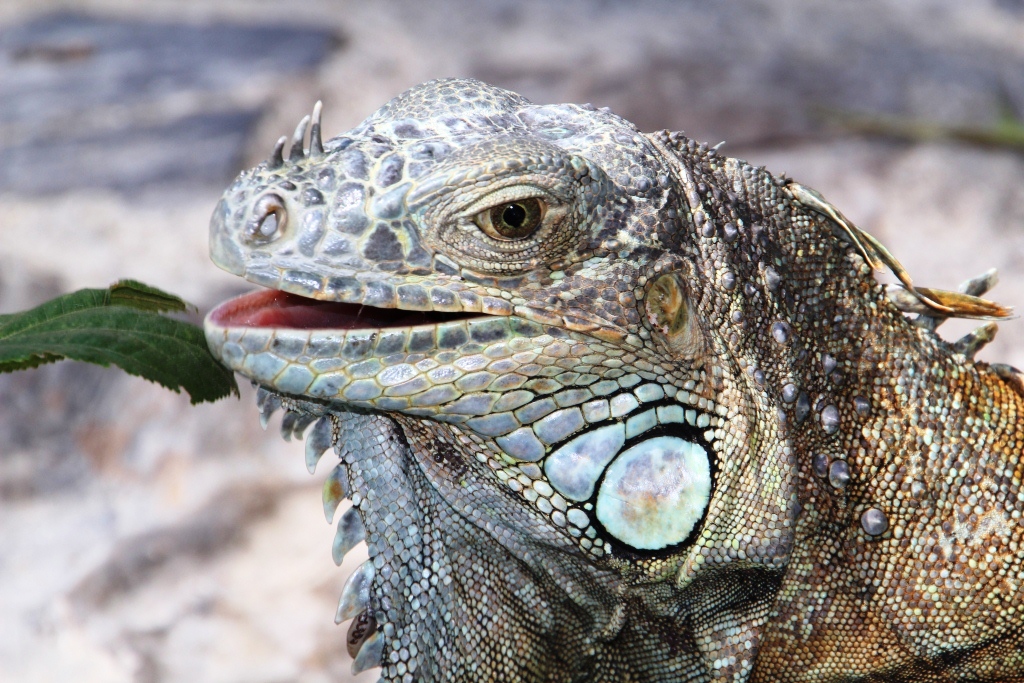 Der lächelnde Leguan