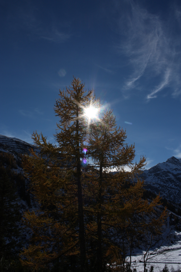 der Lärchenbaum im Herbstkleid