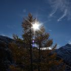 der Lärchenbaum im Herbstkleid