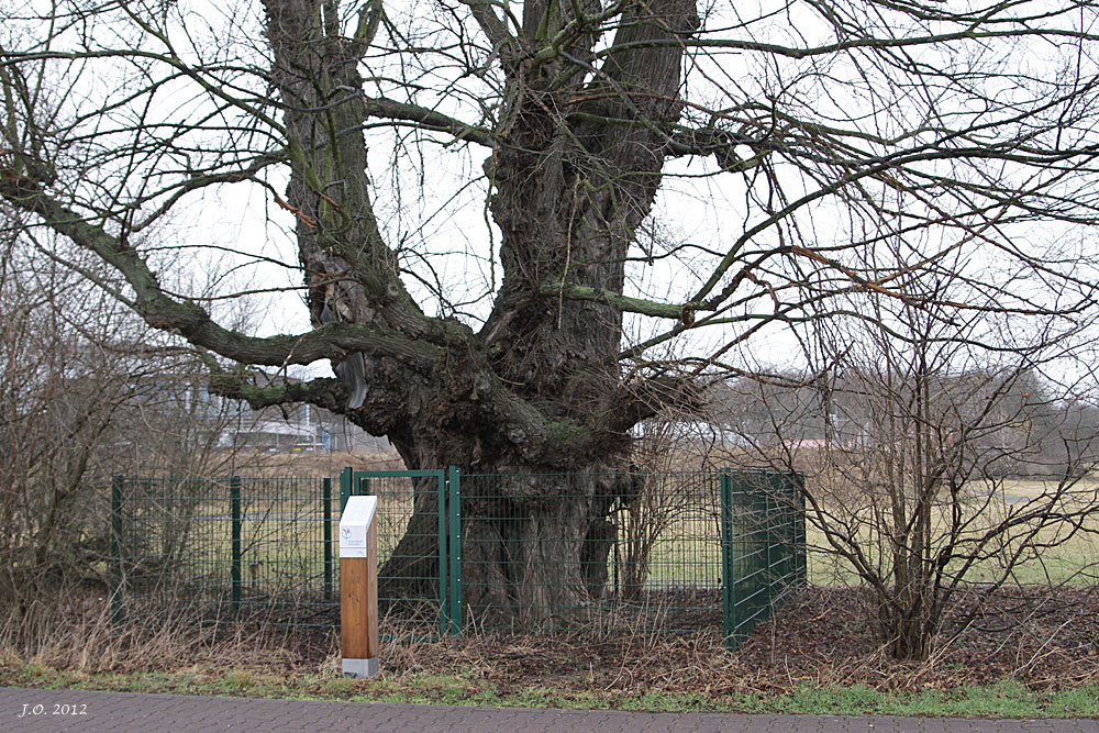 Der "Läusbaum"...