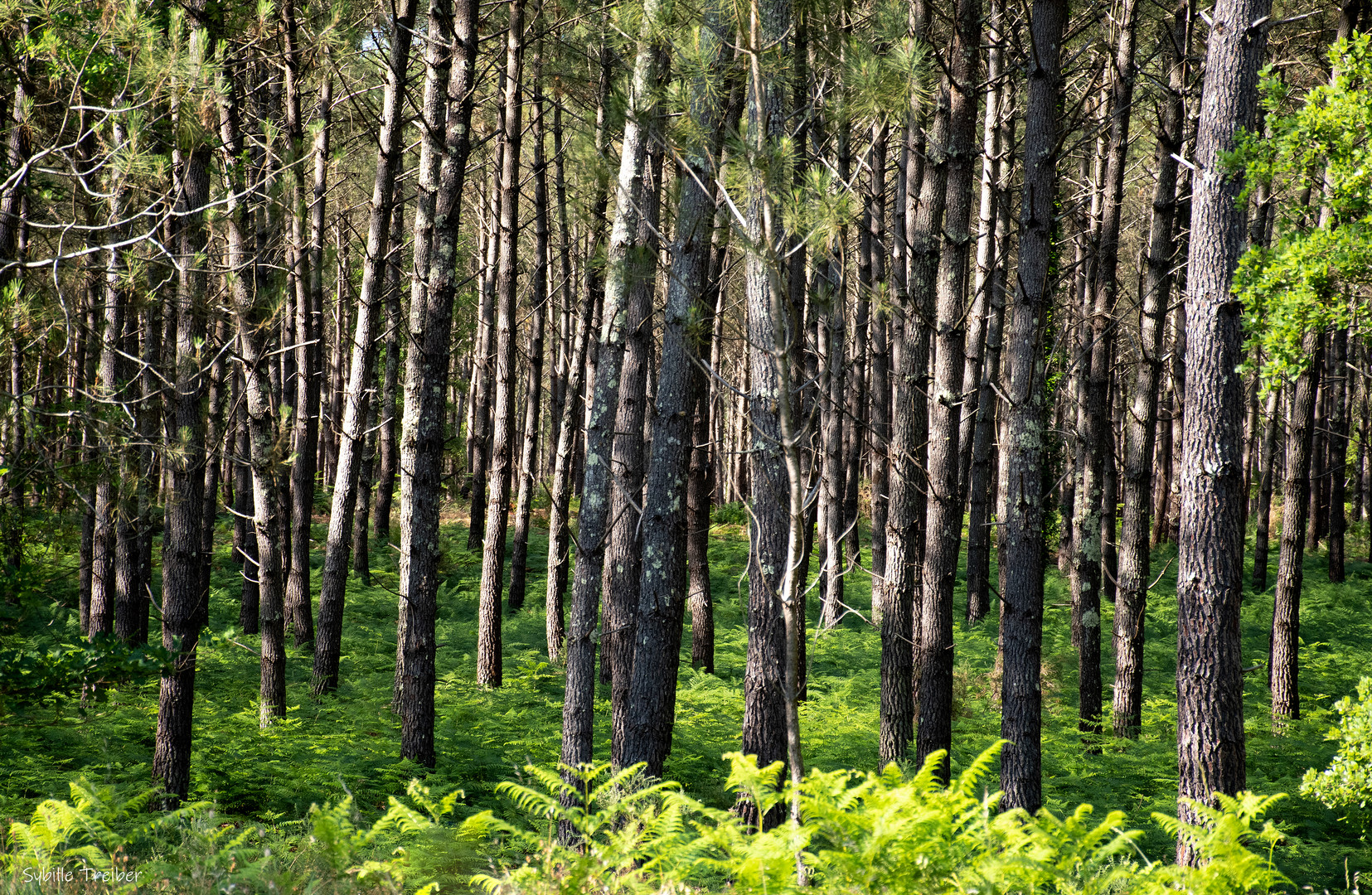 Der Landaiser Wald