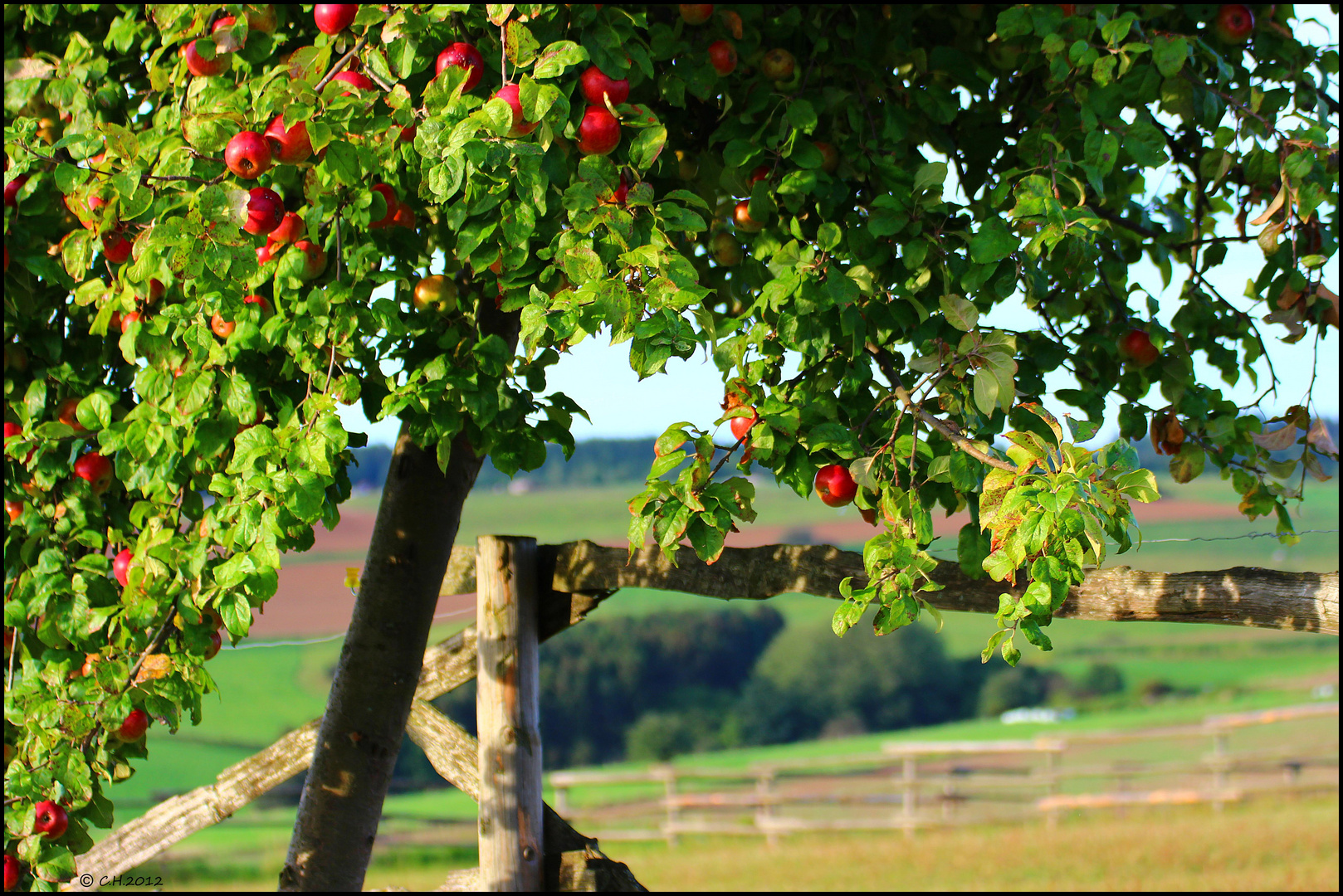 Der Landapfel