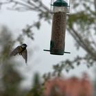 Der Landeanflug (Schiebebild)