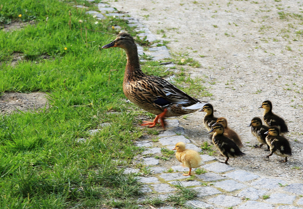 Der Landgang