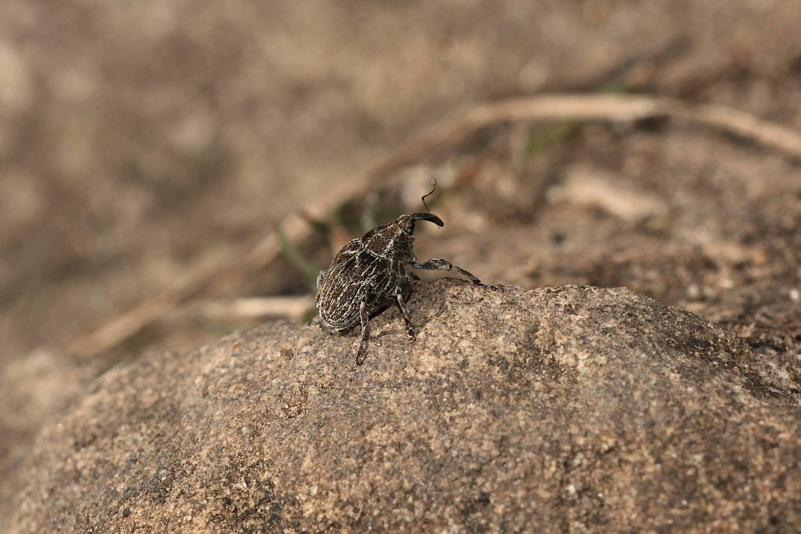 Der Landkarten-Raublattrüßler (Mogulones geographicus) II