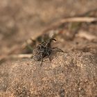 Der Landkarten-Raublattrüßler (Mogulones geographicus) II