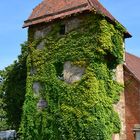 Der Landturm bei Laufffen am Neckar