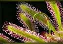 Der Langblättrige Sonnentau  (Drosera anglica) von Foto-Nomade 