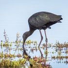 Der lange, abwärts gebogene Schnabel