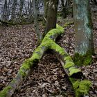 Der Lange - Anpassung / anschmiegsam 