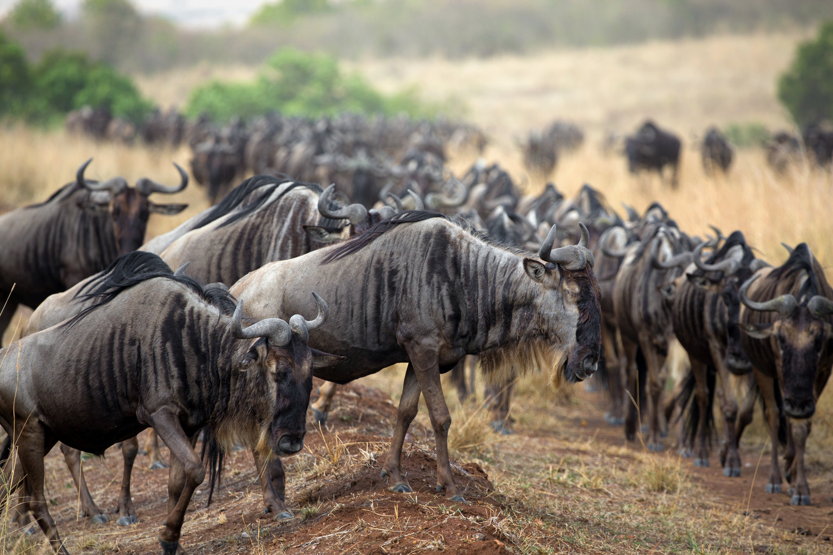 Der lange Marsch Foto & Bild world, natur, afrika Bilder auf