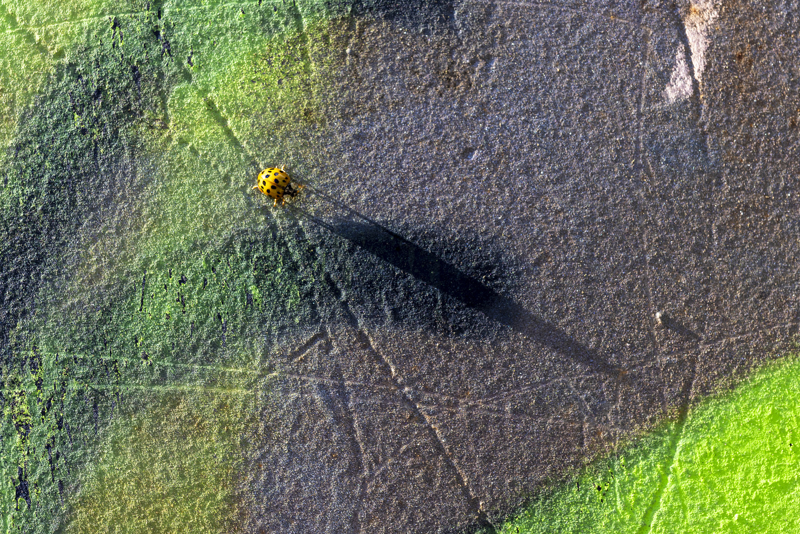 Der lange Schatten