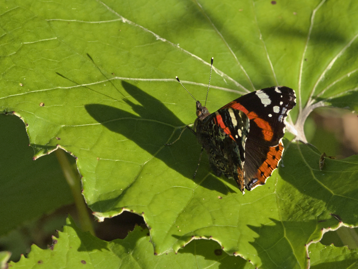 Der lange Schatten des Admirals