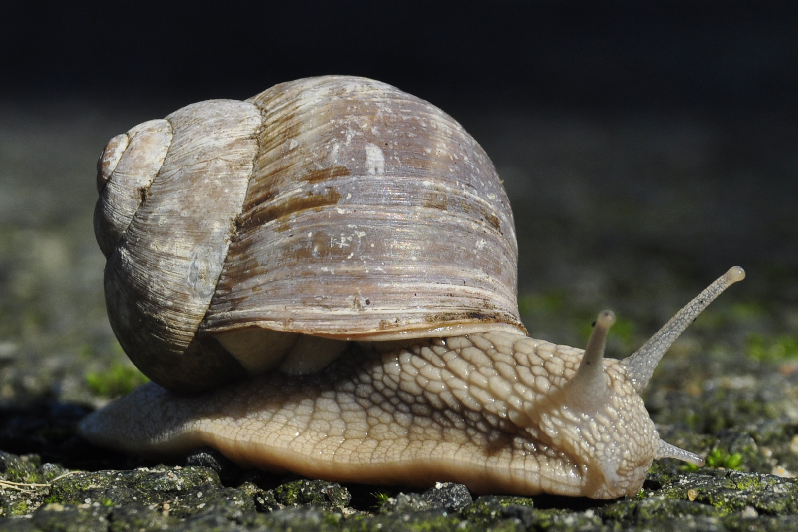 Der lange Weg durchs Jahr....................