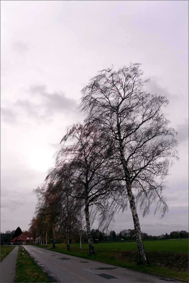 Der lange Weg nach Hause