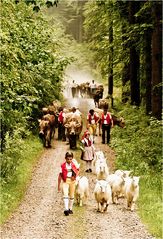 Der lange Weg zur Alp II