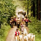 Der lange Weg zur Alp II