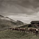 Der lange Weg zur Alp III