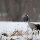 Der lange Winter