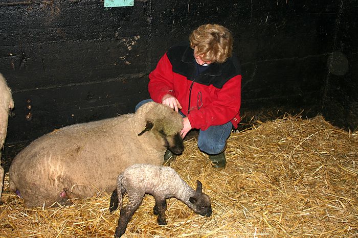 Der langersehnte Shropshire-Nachwuchs......