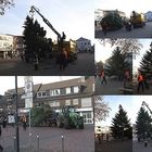 Der langersehnte Tannenbaum für den Bankenvorplatz ist eingetroffen